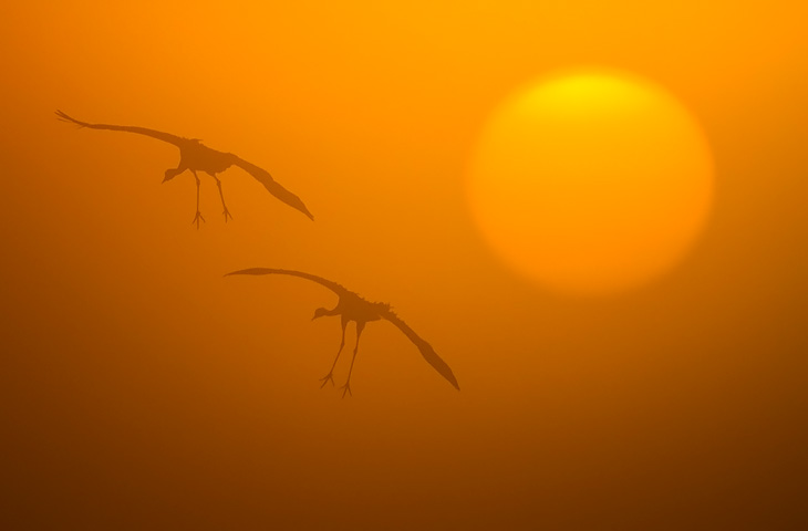 © J. Herting, Morgenröte, Kraniche fliegen vor der aufgenden Sonne